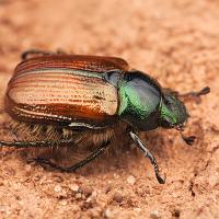 Garden Chafer Beetle 